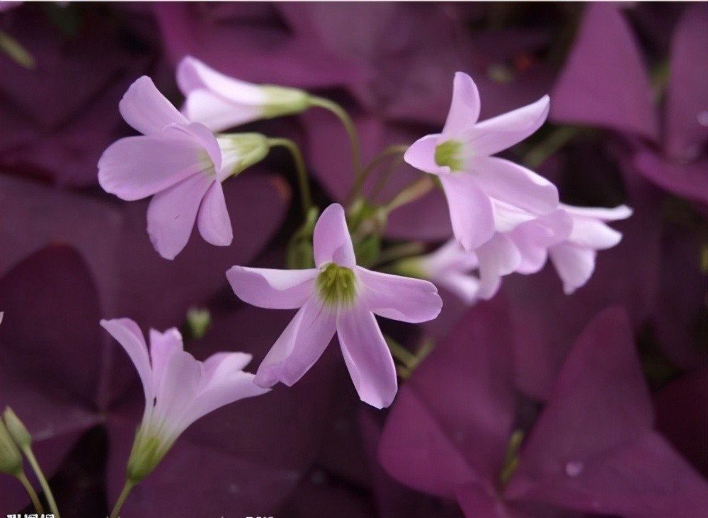 一种小花真神奇开花时紫莹莹冬天不怕冷很好养