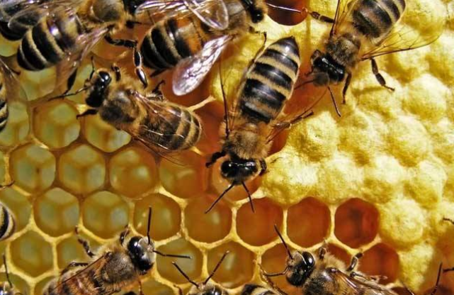 蜜蜂飞走是运气不好吗 蜜蜂飞走是运气不好吗为什么