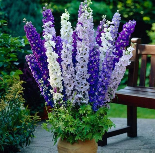 秋冬时节种的大花飞燕草耐旱耐寒早春即可开成花塔