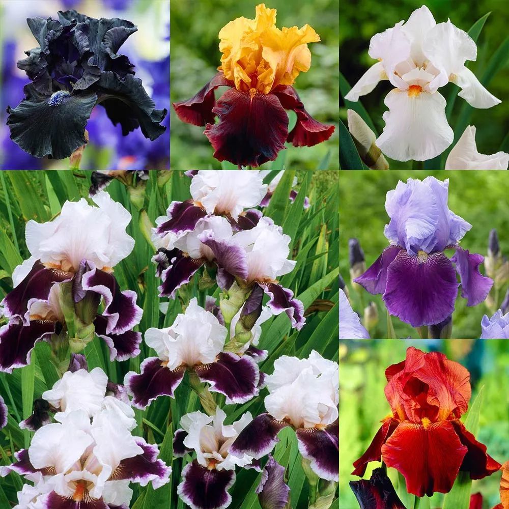 鸢尾花什么时候开花(鸢尾花什么时候开花图片)