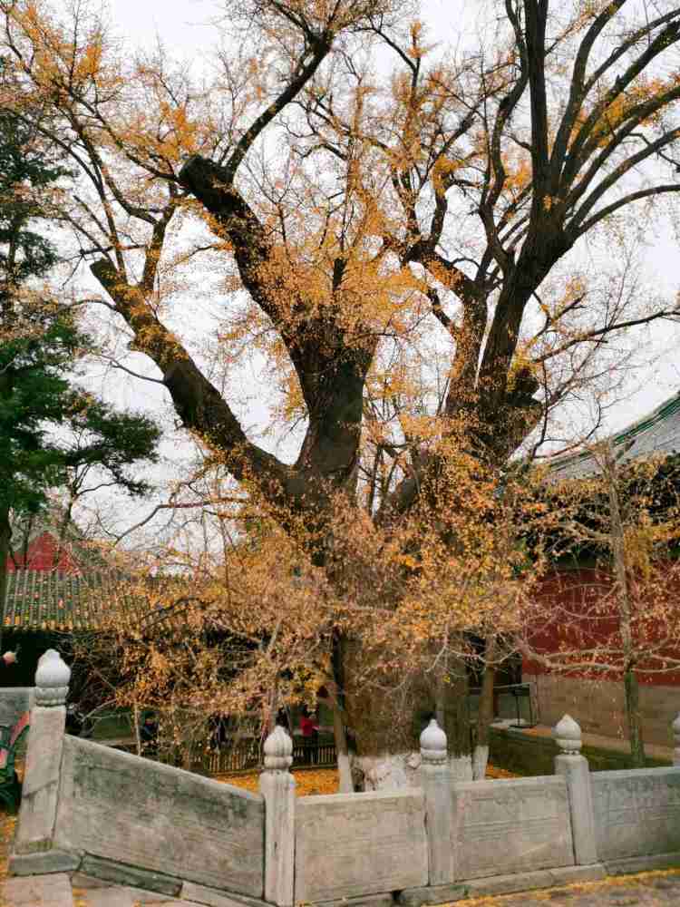 北京敕建大觉禅寺