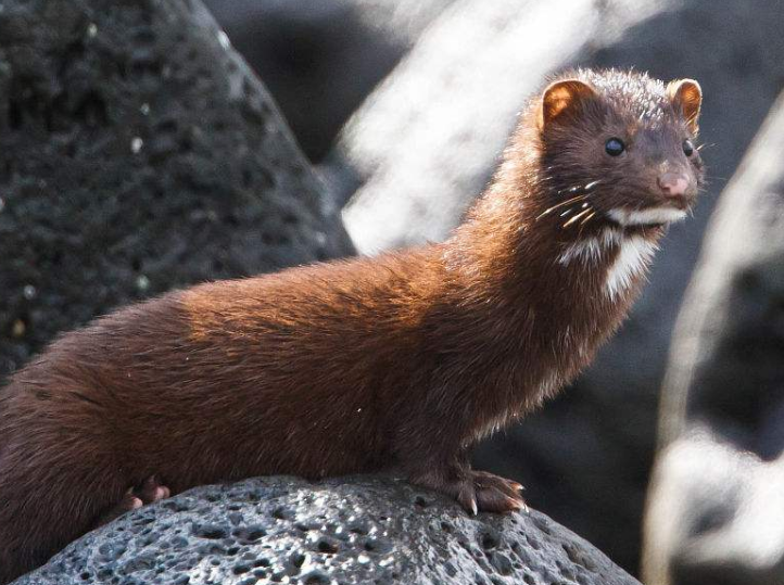 病毒|担心的事还是发生了，欧洲传来一个声音，病毒出现新的传染方式