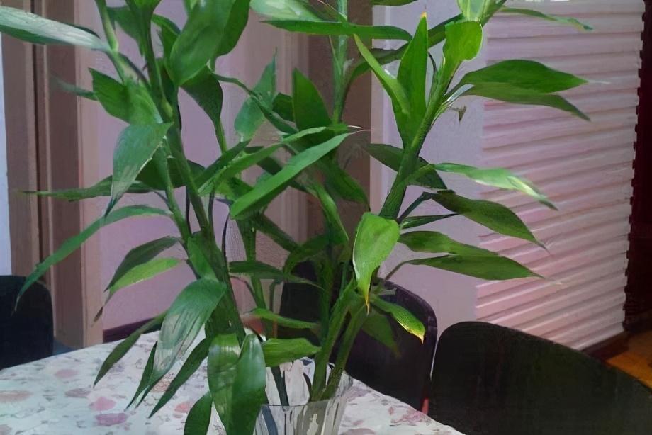 竹子不能养在家里 花友 三种 竹子 能当花养 腾讯新闻