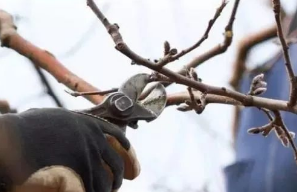 修剪 巧记果树冬剪要点 2334 口号 腾讯新闻