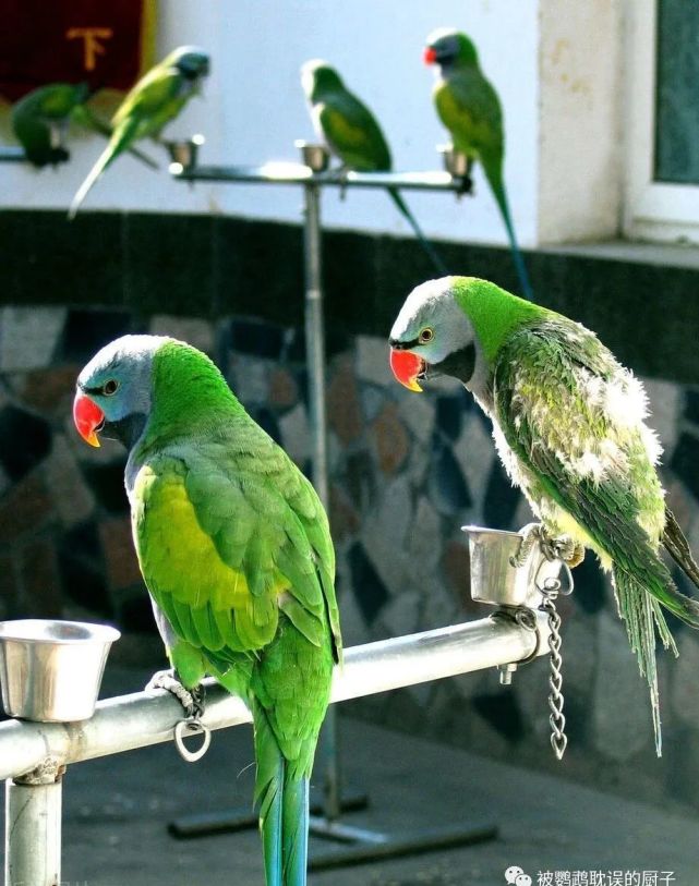 国内最不受欢迎的鹦鹉之一四川鹦鹉属于国产鹦鹉你有见过吗