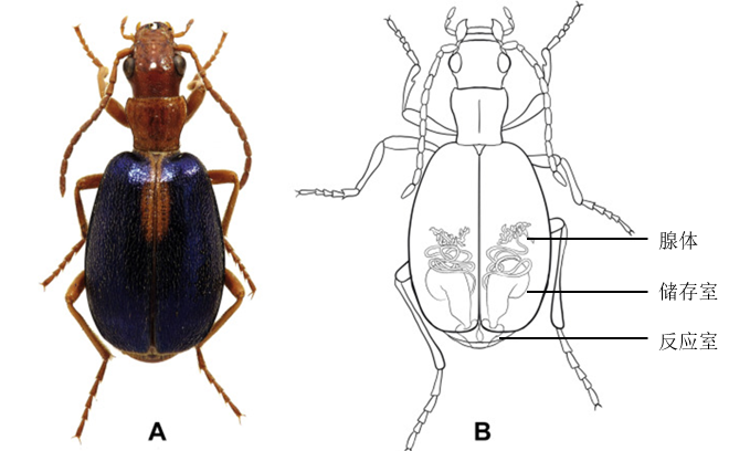 体内的过氧化氢和过氧化氢酶而它们的看家本领都有赖于它们会喷射高温