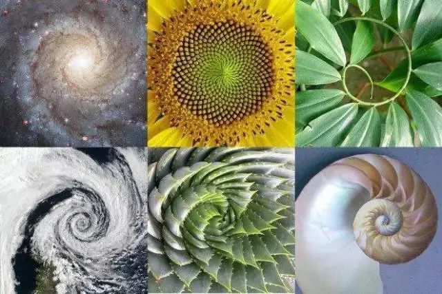 数学|飞蛾扑火背后的数学之美