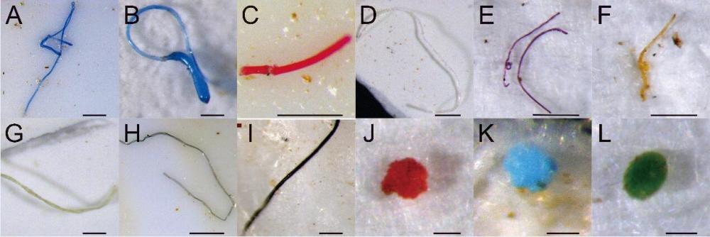 马里亚纳海沟|10909米！中国奋斗者号坐底马里亚纳海沟，1万米下发现了什么？