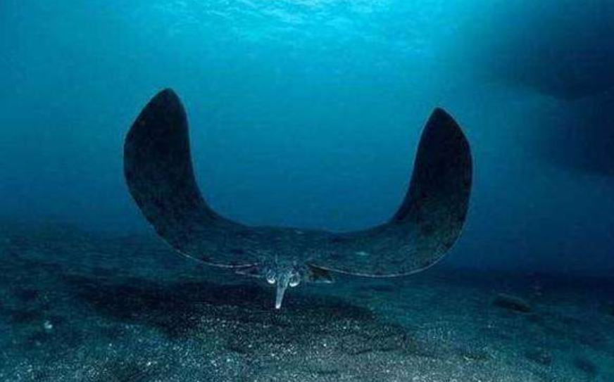 马里亚纳海沟|10909米！中国奋斗者号坐底马里亚纳海沟，1万米下发现了什么？