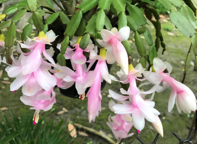 11月份 3种花易 懒花 不 上点手段 只长叶不见花 蟹爪兰 君子兰 长寿花