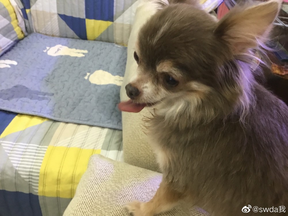 郭碧婷|郭碧婷出月子后带女儿回娘家调养，郭爸爸晒照曝光外孙女保健品