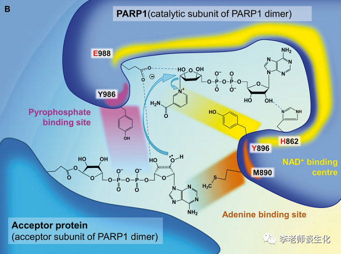 parp1可以形成二聚体,其中一个亚基作为催化亚基,给另一个受体亚基