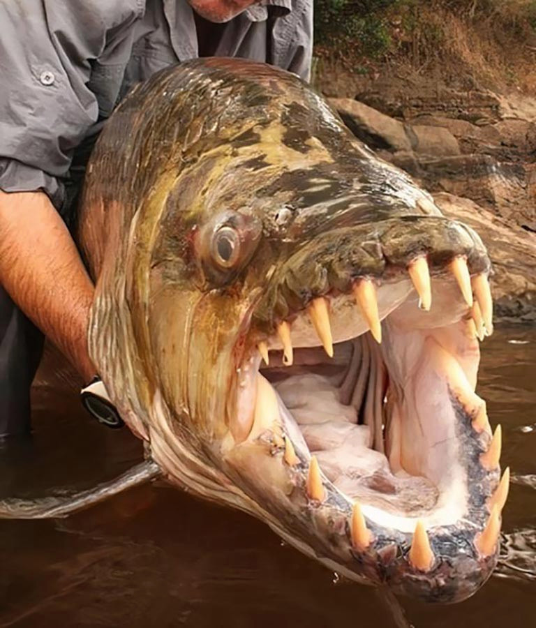这种可怕的歌利亚虎鱼是在非洲刚果河中发现的