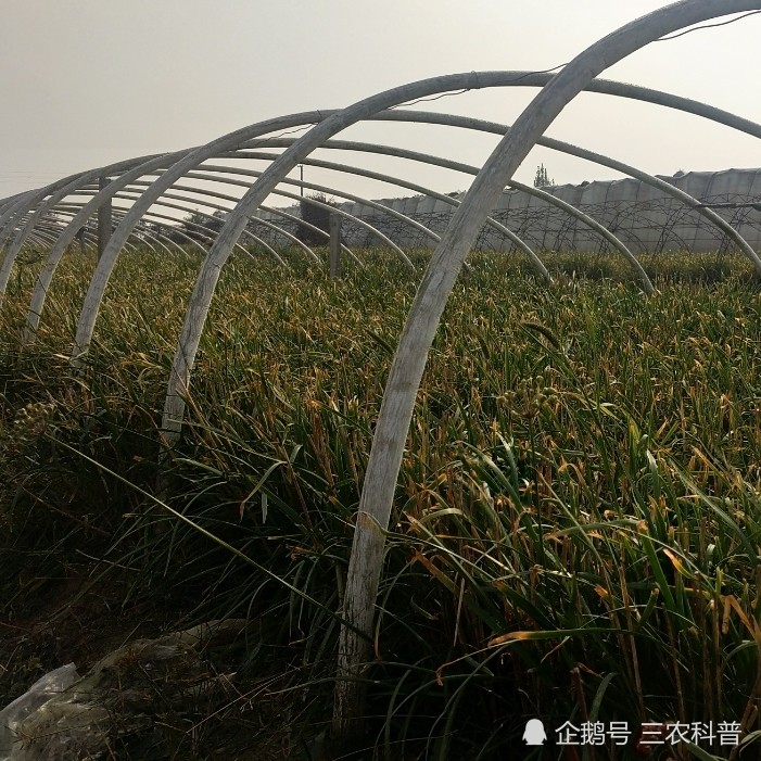 肥料|这些肥料知识不懂，不仅往地里白扔钱，还耽误作物生长影响产量