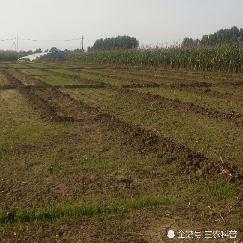 肥料|这些肥料知识不懂，不仅往地里白扔钱，还耽误作物生长影响产量