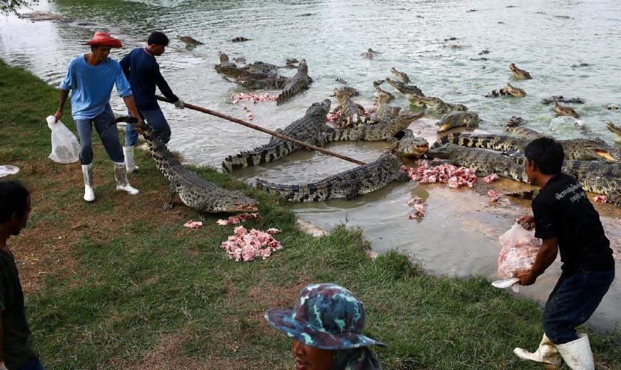 这个国家一年养200万只鳄鱼,因为中国市场需要大量鳄鱼皮制品!