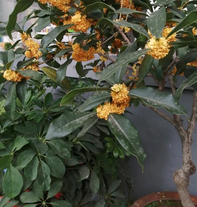 11月 想养一盆金灿灿的桂花 打理好这些 看着讨喜 闻着香 盆栽 花卉 花芽分化 桂花树 桂花