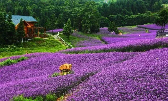 大竹花海森林图片