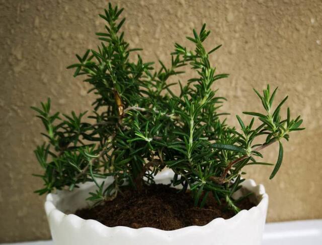 迷迭香|迷迭香在夏天容易萎蔫死亡，只因忽略了这一点，才让它离开了你