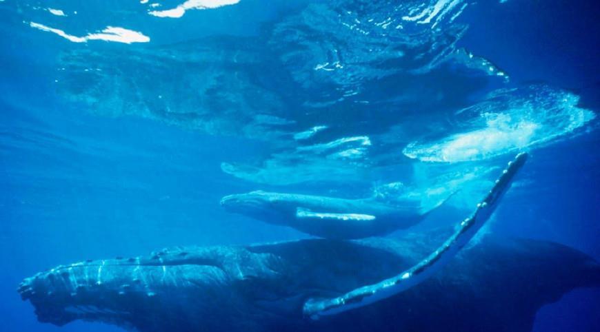 长崎市|那些世界上最孤独的存在，当你知道你是唯一的那个你会是什么感受