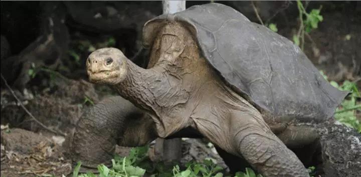 长崎市|那些世界上最孤独的存在，当你知道你是唯一的那个你会是什么感受