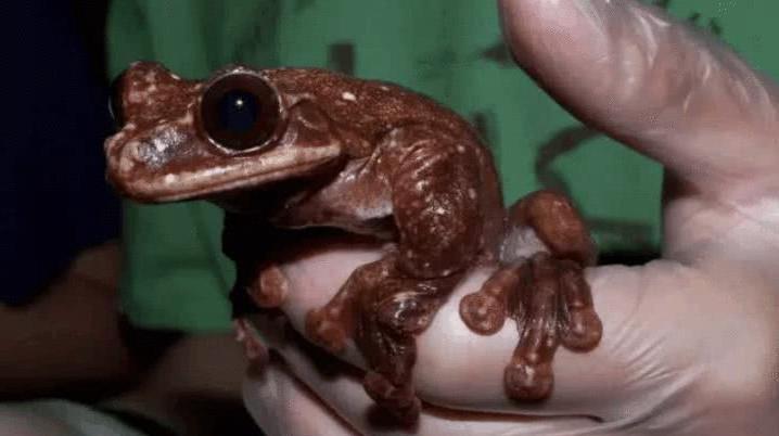 长崎市|那些世界上最孤独的存在，当你知道你是唯一的那个你会是什么感受