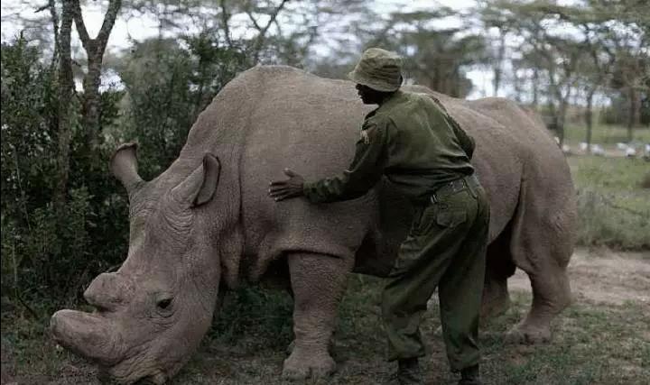 长崎市|那些世界上最孤独的存在，当你知道你是唯一的那个你会是什么感受