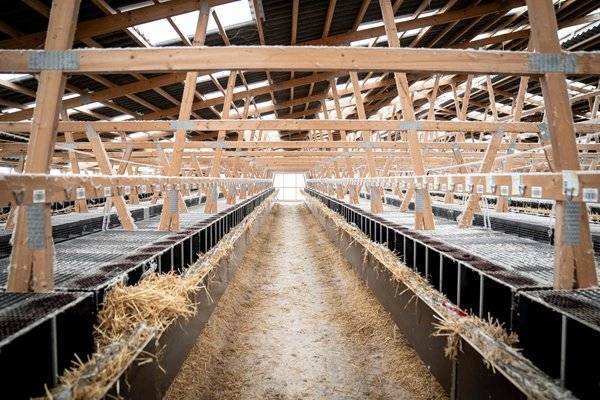 (新华/法新)丹麦近期发生多起变异的新冠病毒通过养殖貂传染人的案例