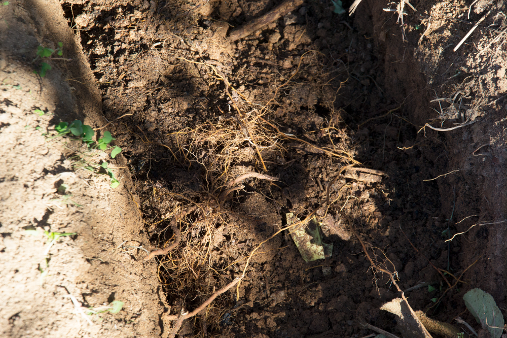 施肥|苹果树秋施基肥，不挖坑施肥看似省力，真的就比挖坑施肥好吗