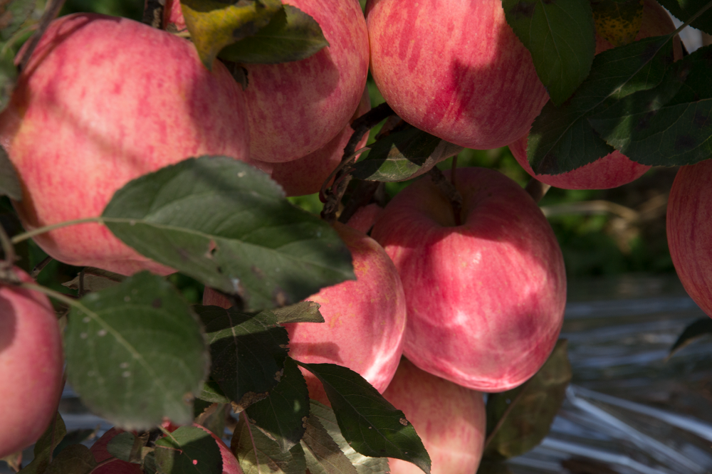 施肥|苹果树秋施基肥，不挖坑施肥看似省力，真的就比挖坑施肥好吗