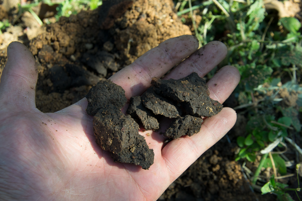 施肥|苹果树秋施基肥，不挖坑施肥看似省力，真的就比挖坑施肥好吗