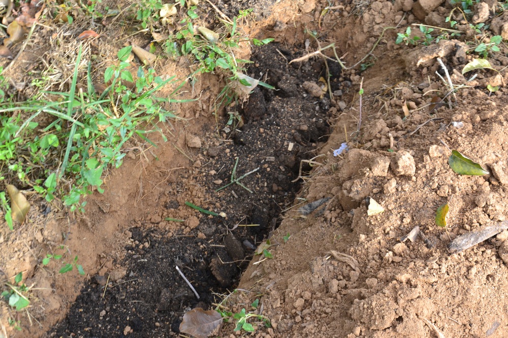 施肥|苹果树秋施基肥，不挖坑施肥看似省力，真的就比挖坑施肥好吗