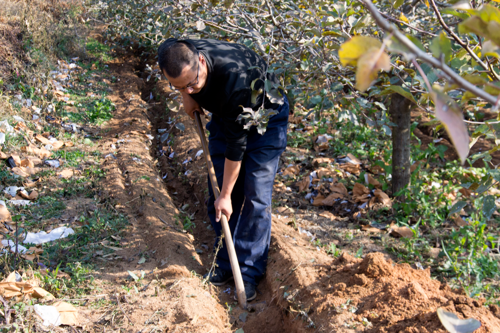施肥|苹果树秋施基肥，不挖坑施肥看似省力，真的就比挖坑施肥好吗