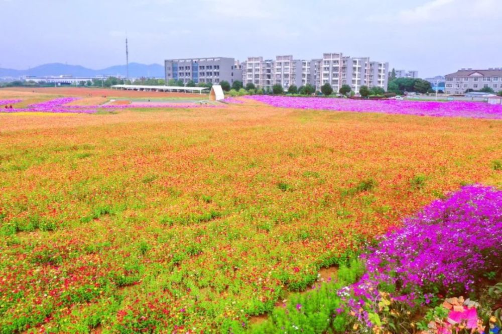 惊艳天目湖生命康原有一片茶亭花海