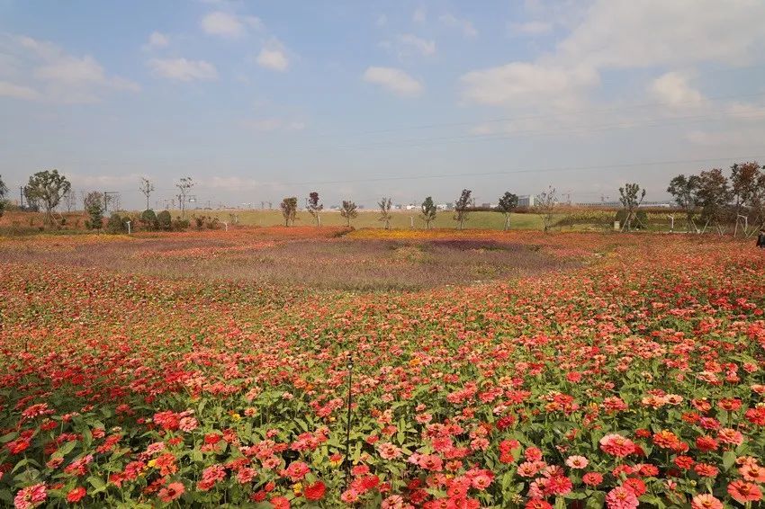 约起义乌这里月月有花海