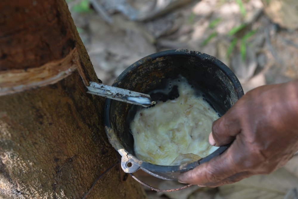 天然橡胶价格持续上涨11月15日,一名割胶工在泰国庄他武里府的一座