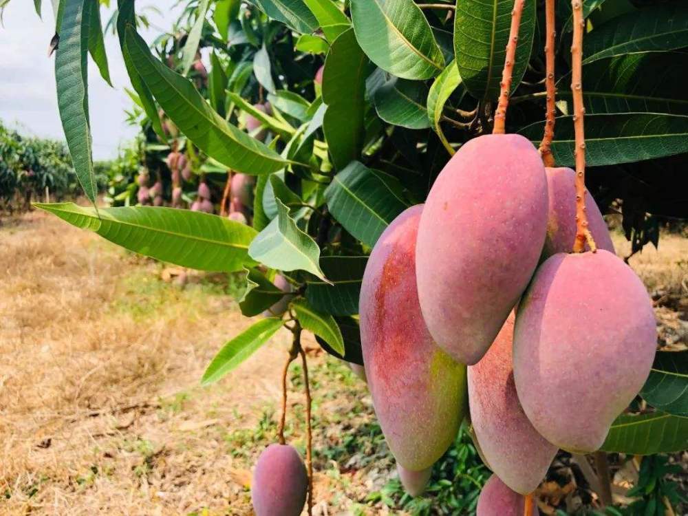 养花|这6个有关植物的知识点，很少有人知道，即使养花的高手也说不清