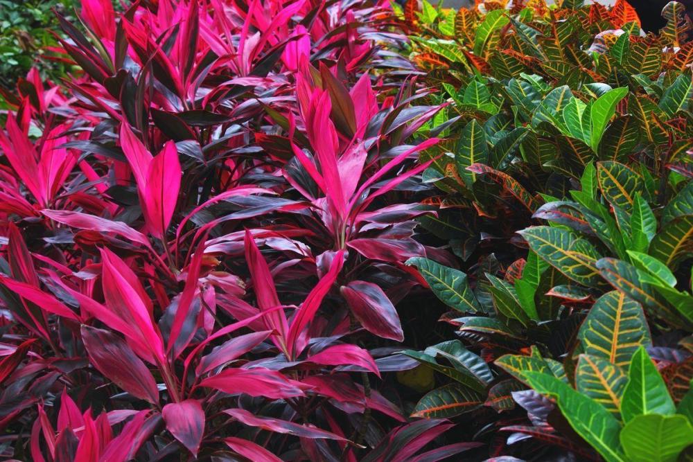 养花|这6个有关植物的知识点，很少有人知道，即使养花的高手也说不清