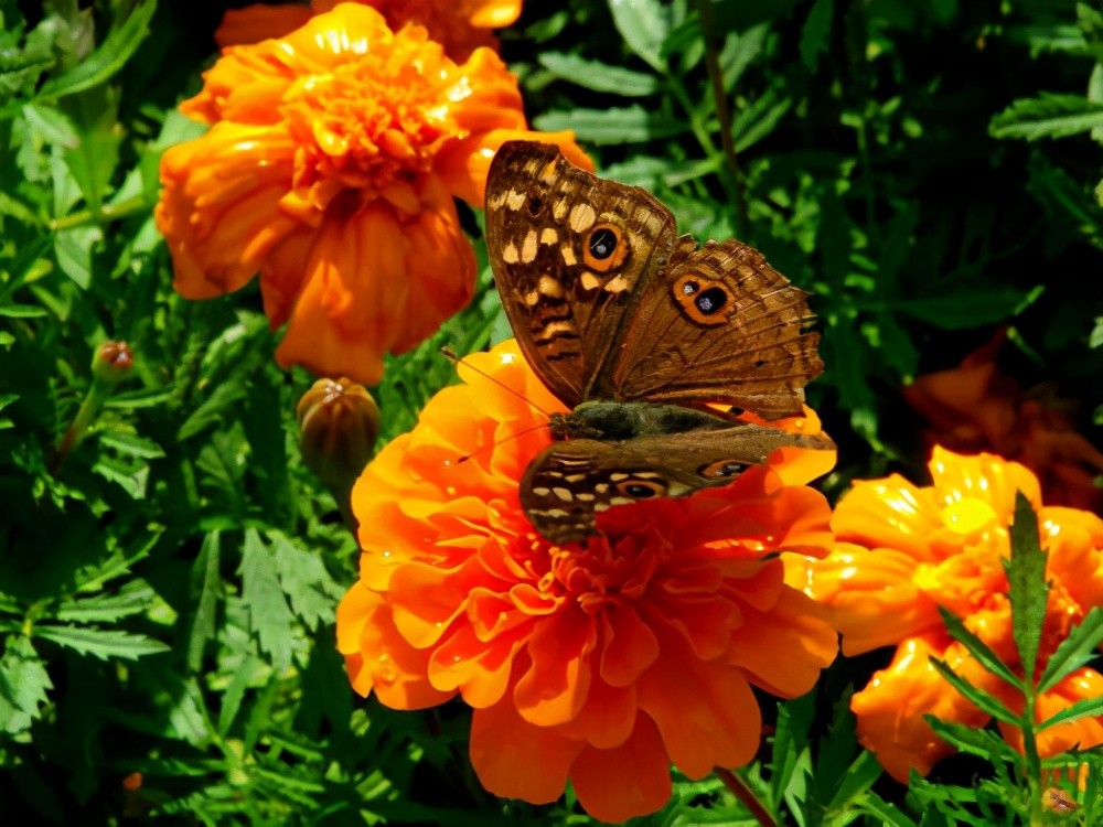 养花|这6个有关植物的知识点，很少有人知道，即使养花的高手也说不清