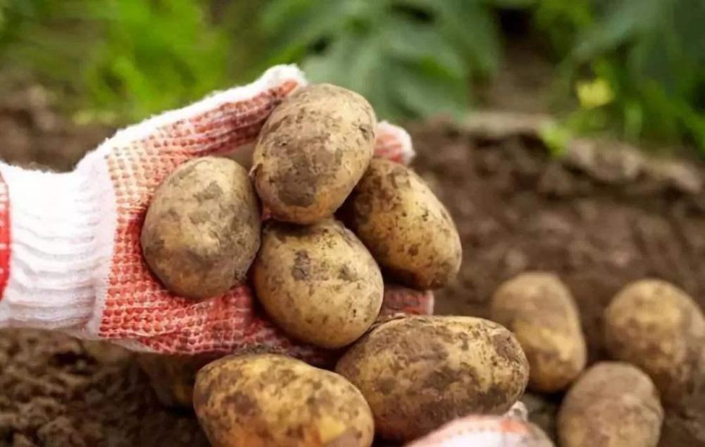 养花|这6个有关植物的知识点，很少有人知道，即使养花的高手也说不清