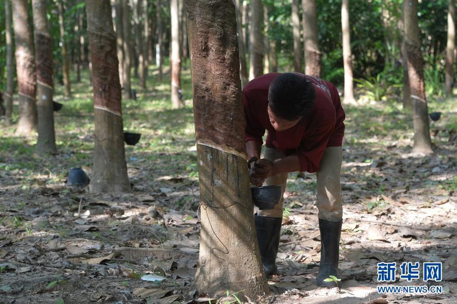 11月15日,一名割胶工在泰国庄他武里府的一座橡胶园内收割橡胶.