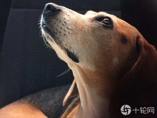 胜任缉毒搜救工作狗的嗅觉为何如此灵敏