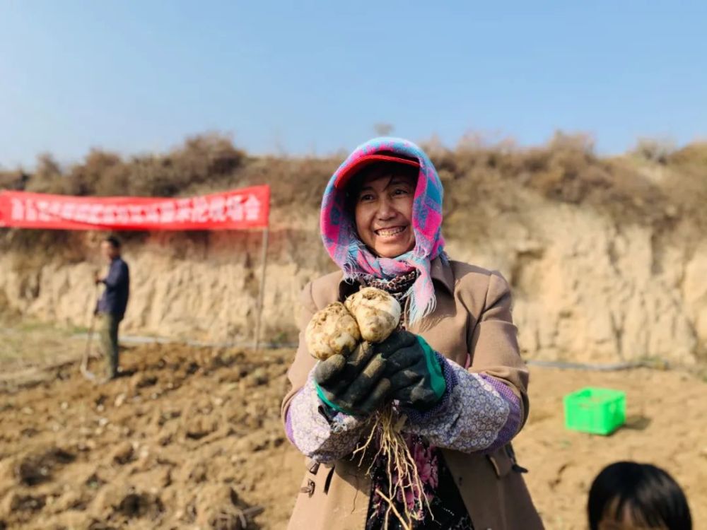 李桃英|产量增品质好，兰州市七里河区百合试验示范田新技术有了突破