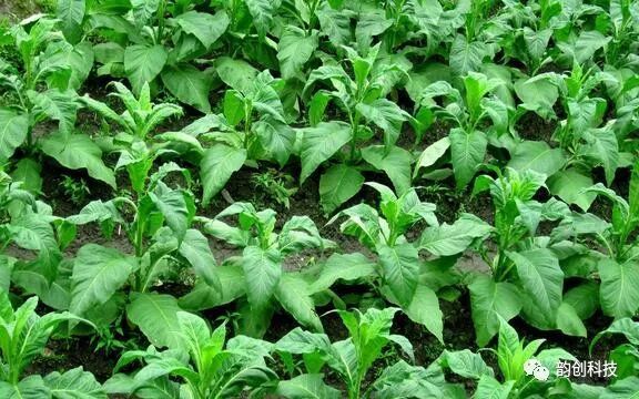有机质|如何种植烤烟，提高烤烟的质量！