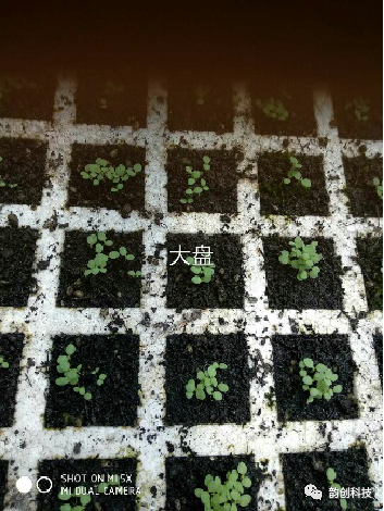 有机质|如何种植烤烟，提高烤烟的质量！