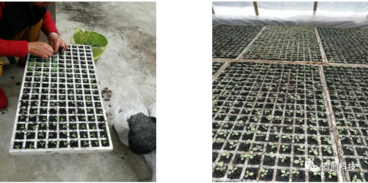 有机质|如何种植烤烟，提高烤烟的质量！