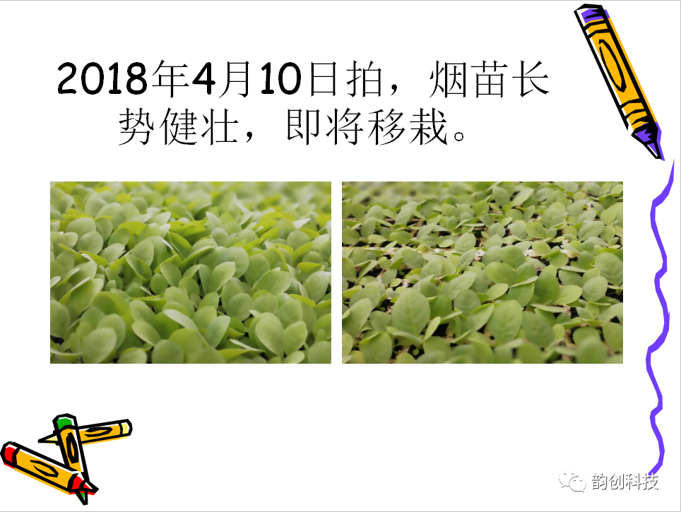 有机质|如何种植烤烟，提高烤烟的质量！