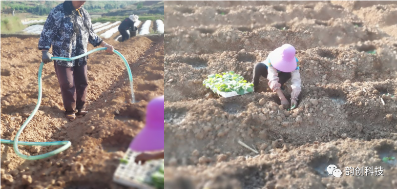 有机质|如何种植烤烟，提高烤烟的质量！