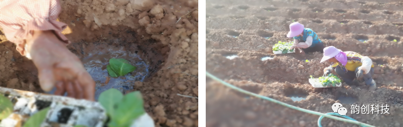 有机质|如何种植烤烟，提高烤烟的质量！