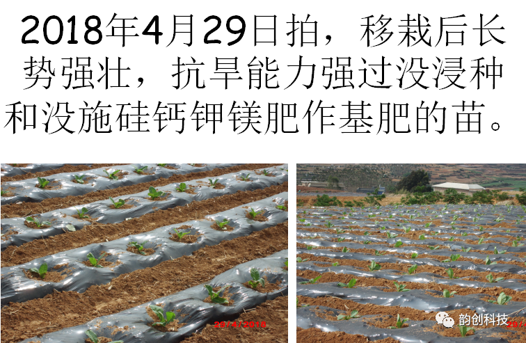 有机质|如何种植烤烟，提高烤烟的质量！